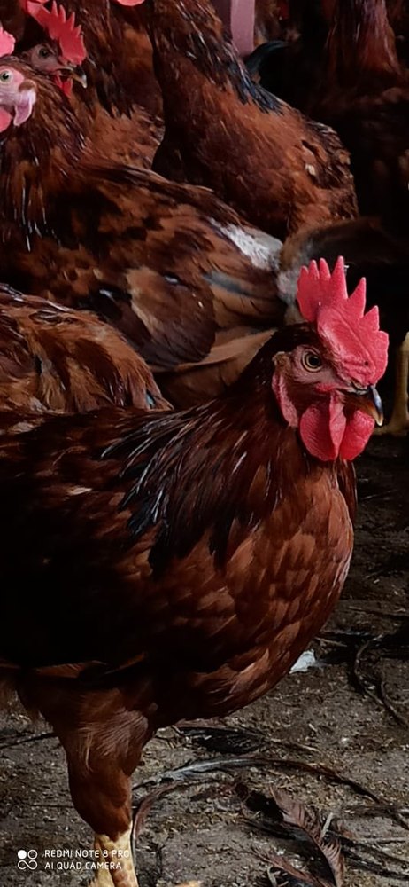 RIR breed Brown Rhode Island Red Live Chicken