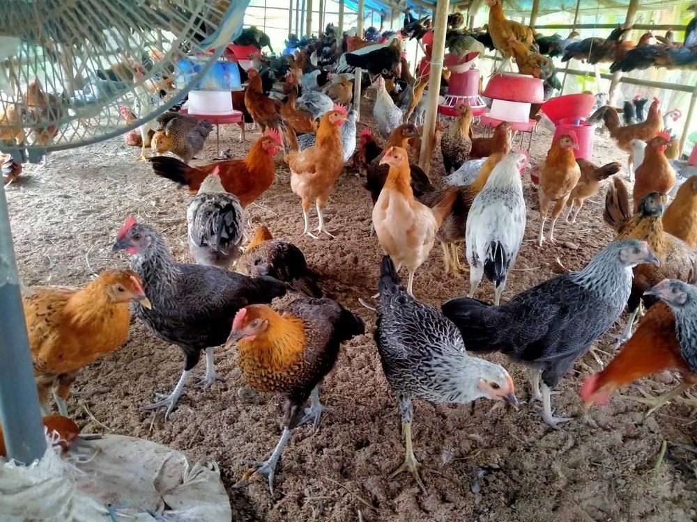 Sonali Chicken, Packaging Size: Cage, 70 - 90 Days