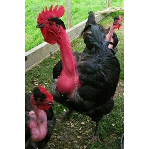 Naked Neck Chicken, For Meat