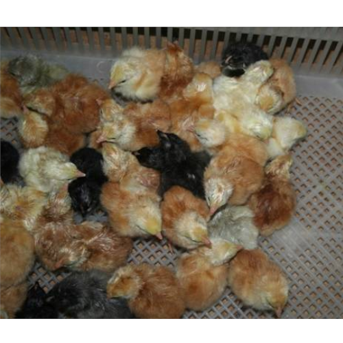 Multicolor Gramapriya Chicken Chicks