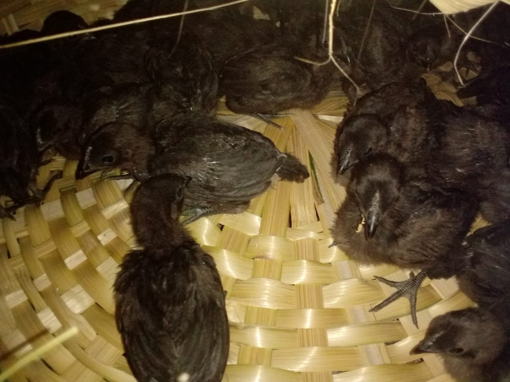 INDIAN Zed Black Kadaknath Month Old