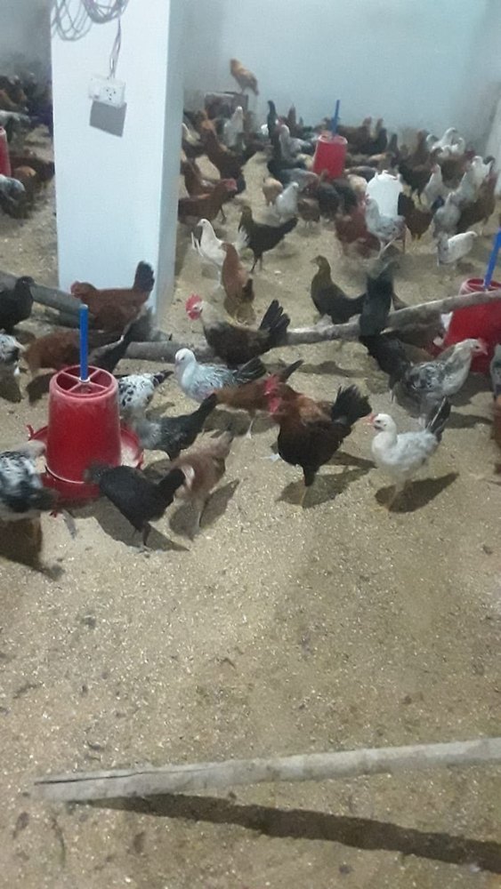 Kadaknath Local Desi Sonali Chiken, Packaging Type: Cage, 4 Month