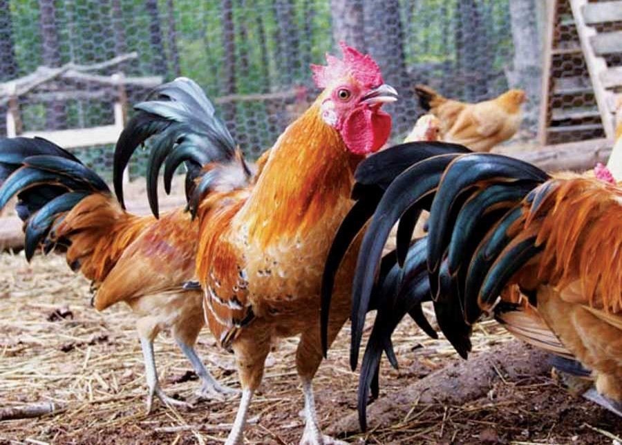 Pure Desi Chicks, Packaging Type: Box, Packaging Size: 50 Piece
