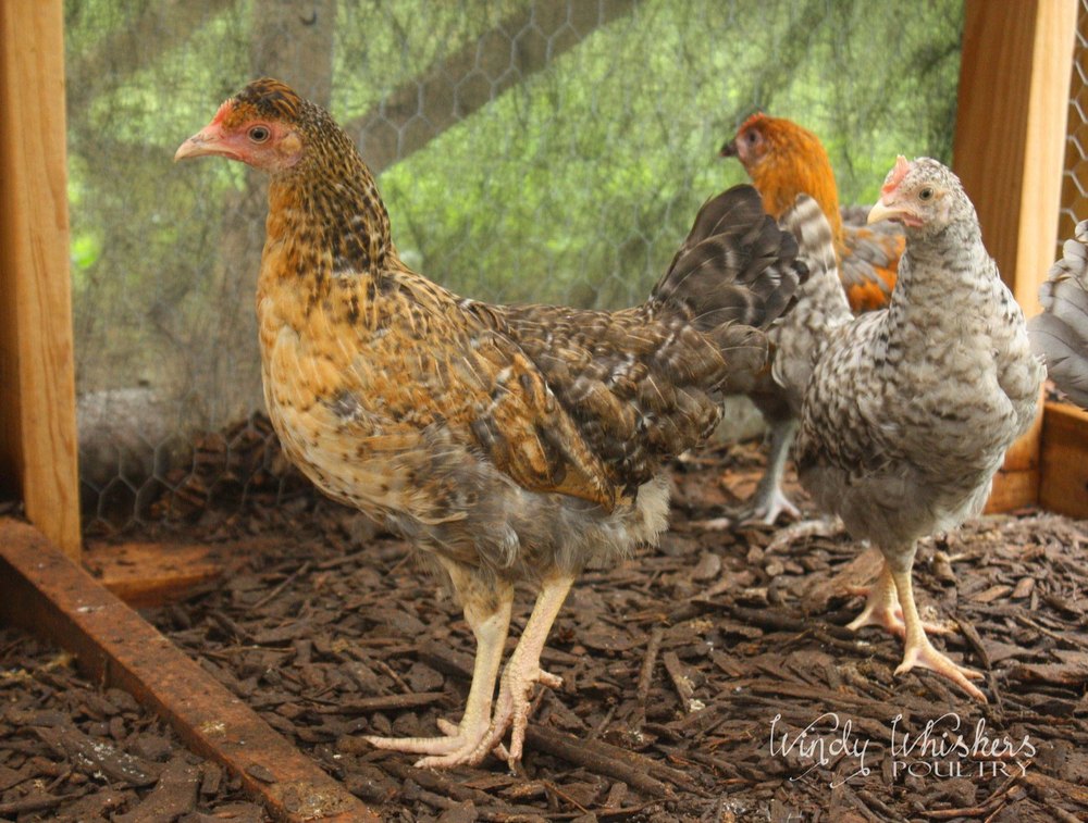 Live Gramapriya Breed, For Poultry Farm, Packaging Type: Box