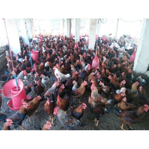 Country Chicken, 200 Above Per Year, 4 Months