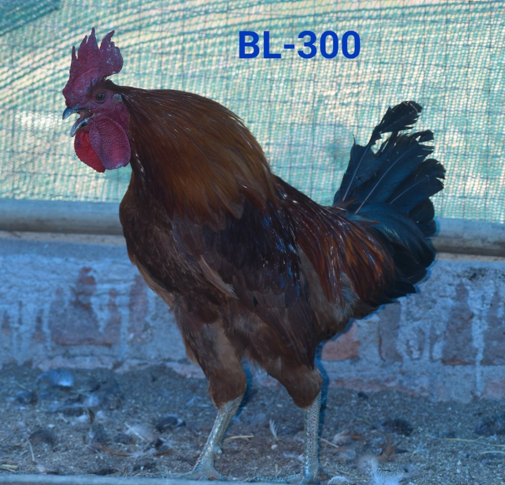 Bl 300 Chicken Breed, Packaging Size: 50 Nos, 1day Old