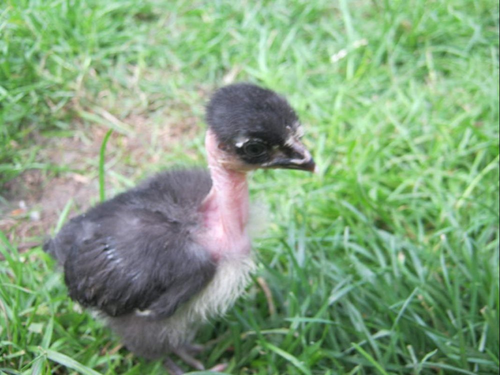 Naked Neck Chicks