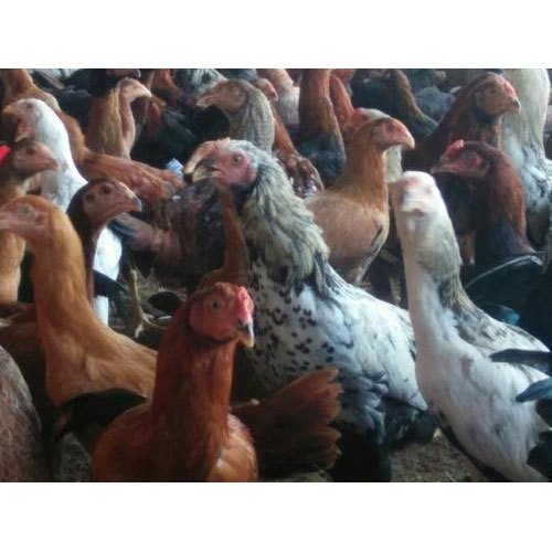 Country Chicken, Packaging Type: Birds Transportation Boxes