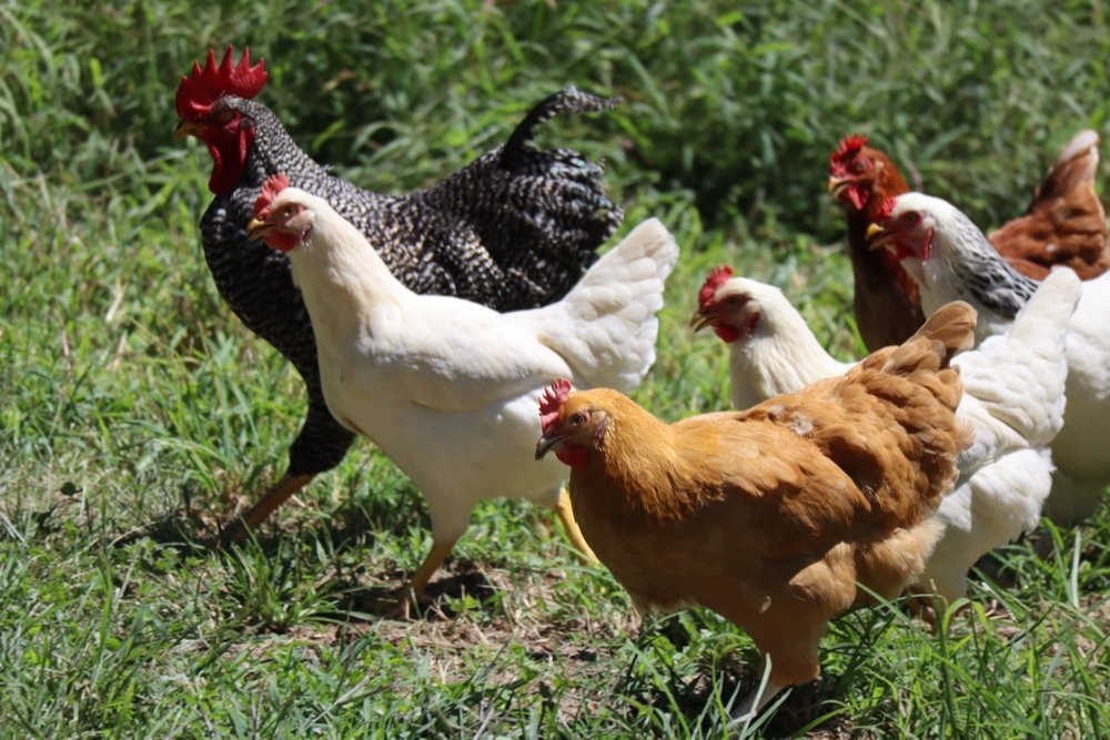 Bengladesh Multicolor Pure Sonali Desi Chicken, Packaging Type: Poulty Cage, 25KG