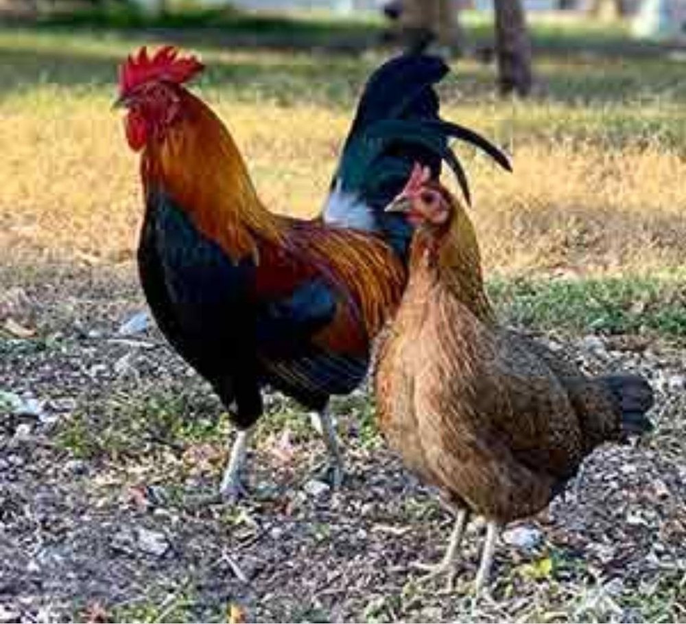 Siruvidai Pure Country Chicken Eggs, Packaging Type: Carton Box, 500