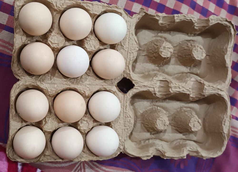 Vanraja Organic Country Chicken Eggs, Packaging Size: Tray, 5 Months