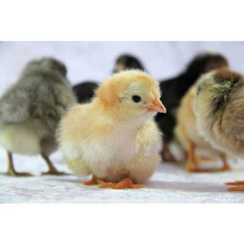 Multicolor Satpuda ( Desi Chicks )