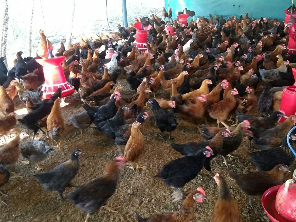 red and browni Desi Hen, Packaging Size: Cage, 80 Days