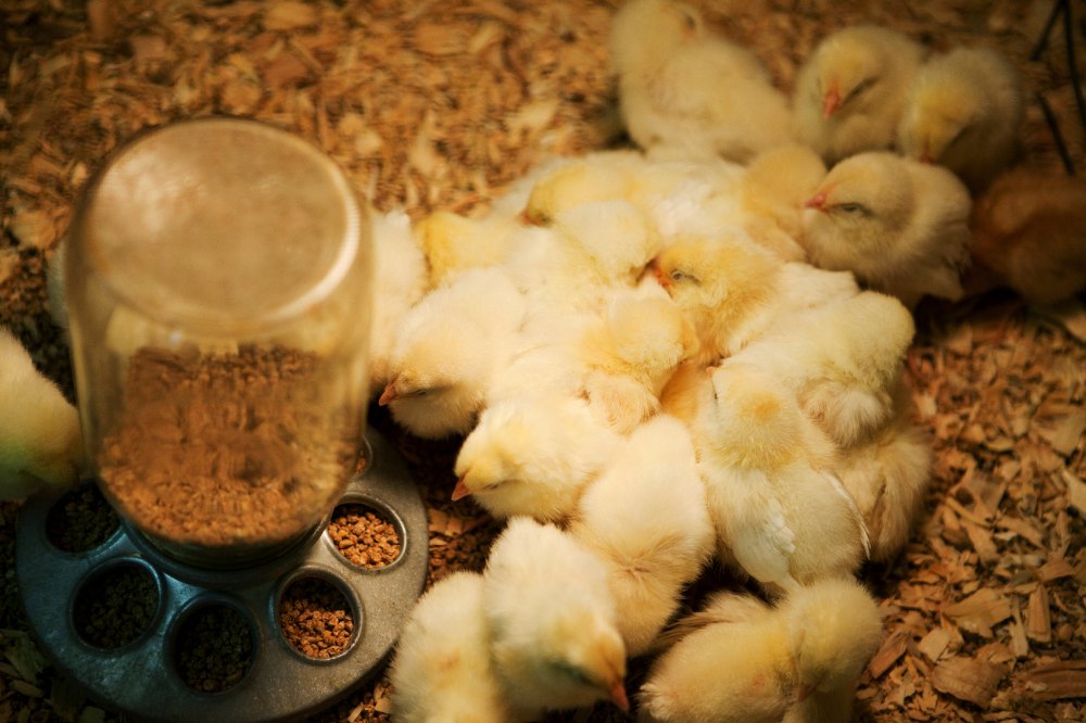 Nandini White Newborn Broiler Chicks, 40 To 50 Gms, Age: 1 To 2 Day