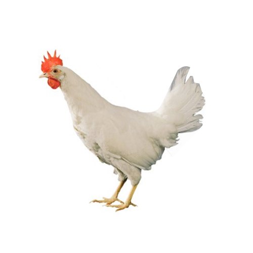 White Skylark Bovans Grown Up Pullet Birds
