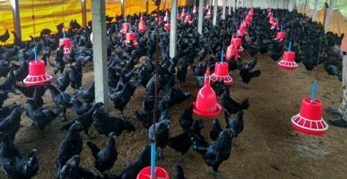 Jet Black Kadaknath Female Hen For Egg Laying Birds, And Also Available For Meat, High