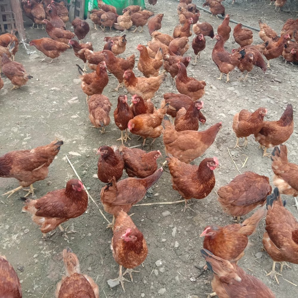 Rid India Rir Chicks