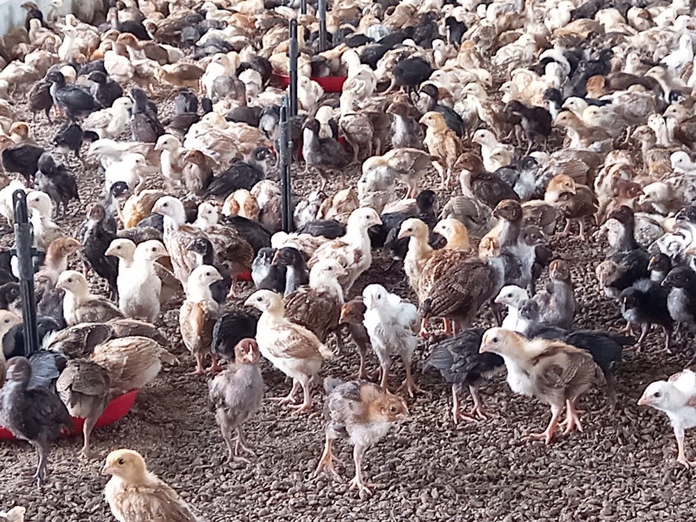 SALEM Multicolor Aseel Chicks