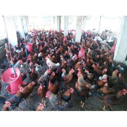 West Bengal Brown Sonali Ready Bird, Packaging Type: Poulty Cage, 25KG