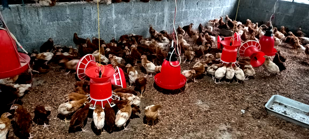 Brown Bv380 Hens, Packaging Size: Box, Packaging Type: 12