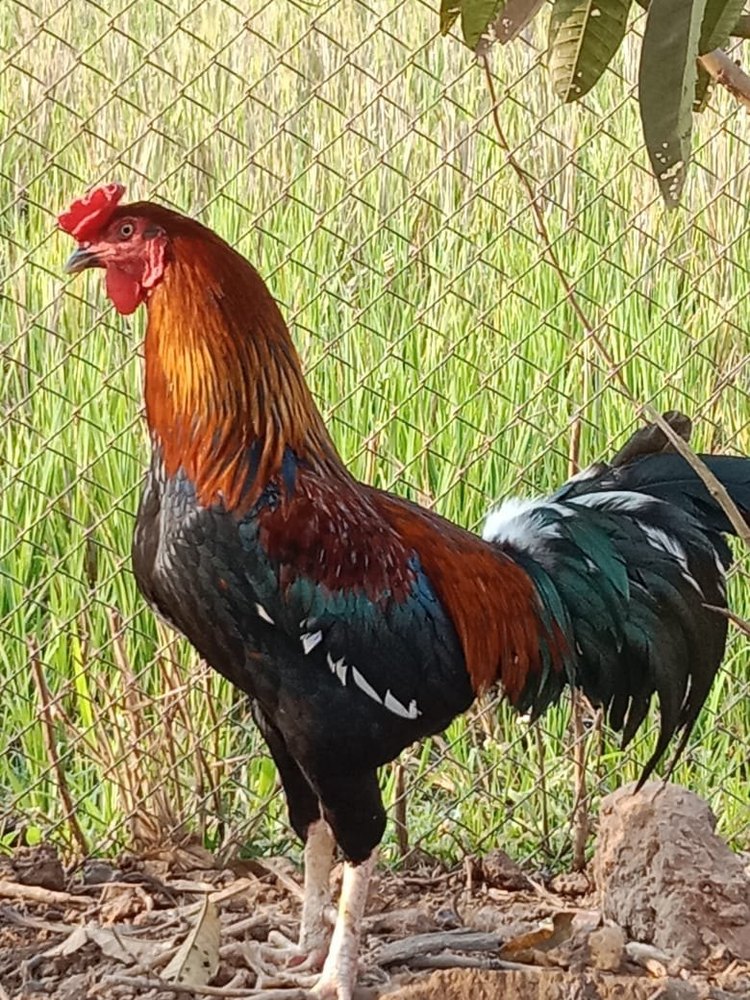 Multicolor Desi Hen Cock