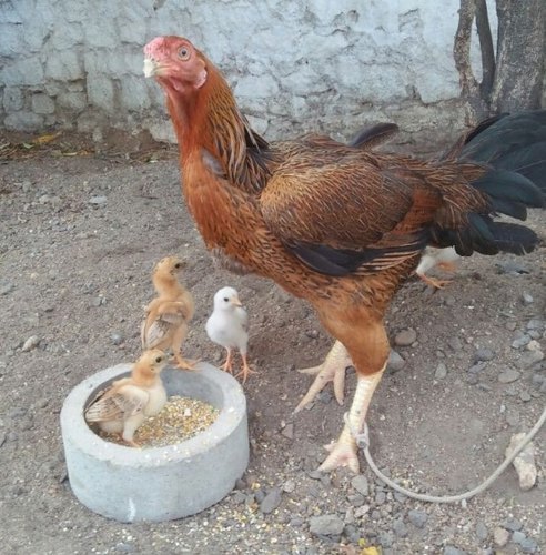 One month old Aseel Peruvidai, For Home