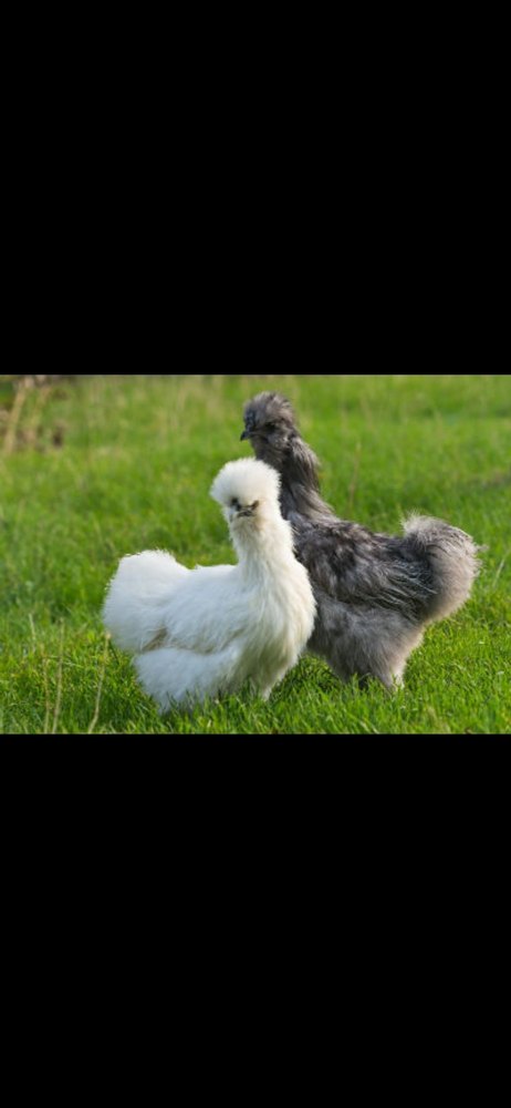 White Silky Fancy Hen
