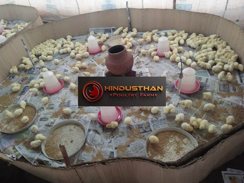 Yellow Broiler Chick And Boiler Chicken, 45 - 55 Gram, Age: 10 Day Chicks