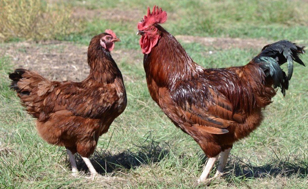 Giriraja Brown Kabeer Chicken, 14 Pounds, Packaging Type: Box