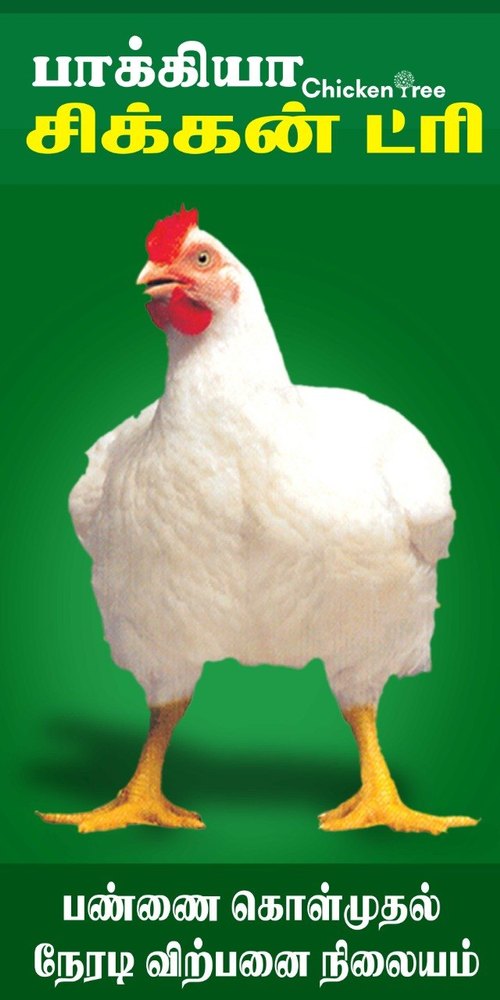 White Live Broiler Chicken, Packaging Type: Cage, 25 Kg