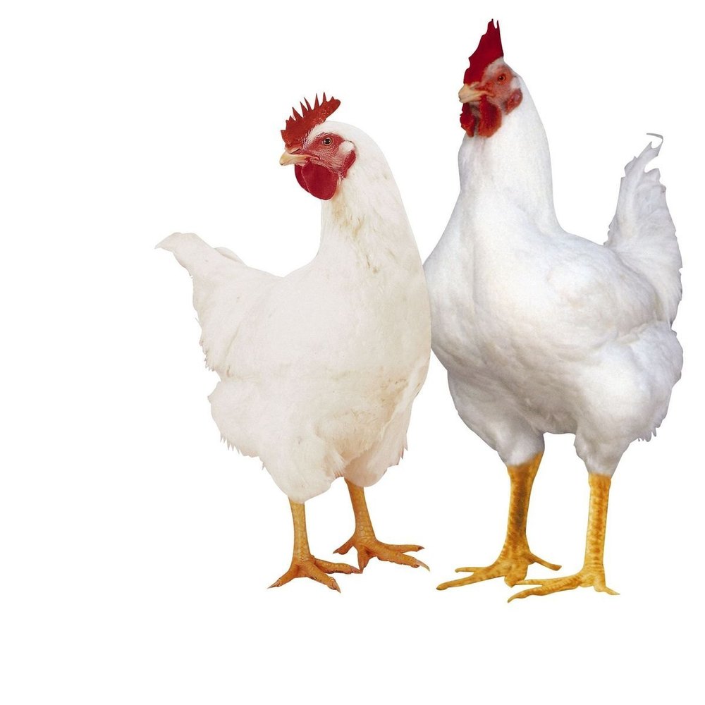 White Broiler IB AP95 Chicken, For Meat Production, 1kg