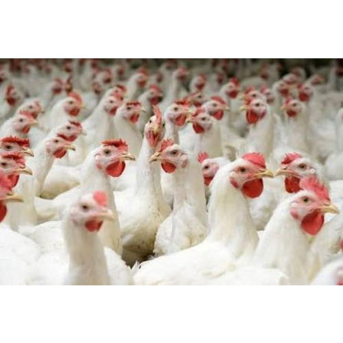 Broiler Chicken