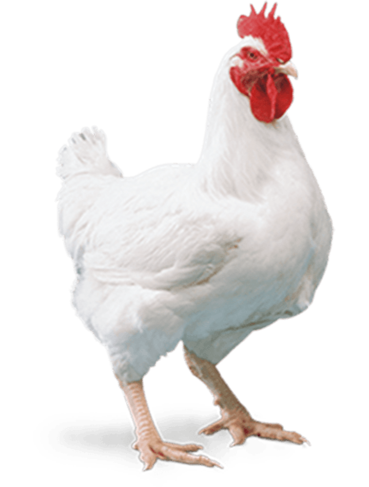 Ven Cob White Broiler Chicken Live Bird, Packaging Size: 30 kg, 2 kg