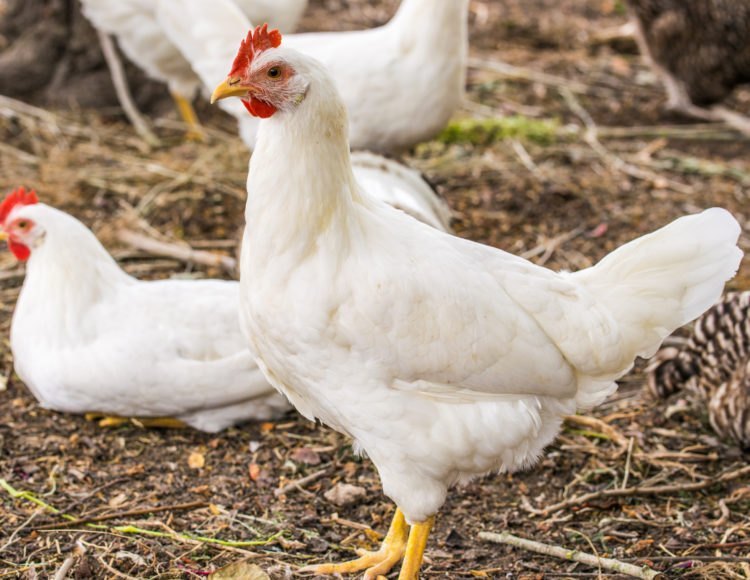 Vencobb 400 White Live Chicken Broiler, 2.8 kg, 1 kg