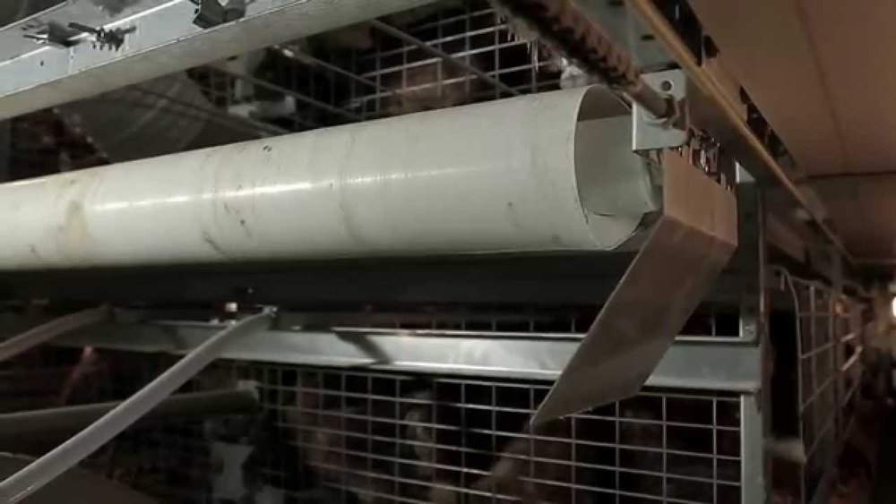 Manure Removal System