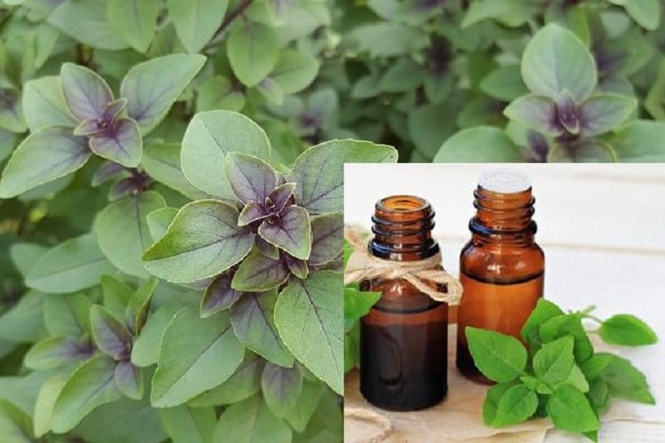 Liquid Basil Nut Oil, For Cosmetic, Packaging Size: 1 litre
