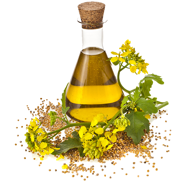 Herbal Extraction Plant