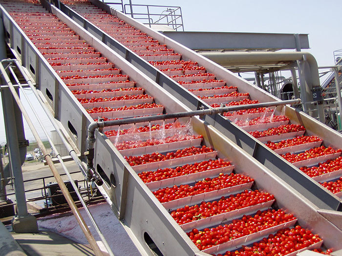 Automatic Tomato Paste and Puree Processing Plants, Capacity: 1000 kg/day